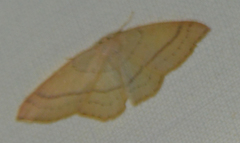 Cyclophora linearia