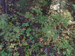 Vaccinium myrtilloides image