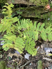 Osmunda claytoniana