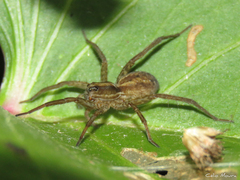 Pavocosa