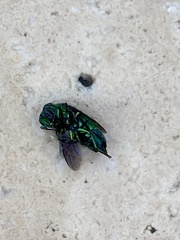 Chrysis smaragdula