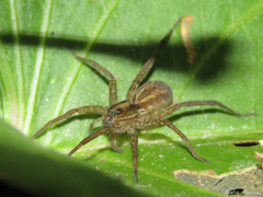Pavocosa
