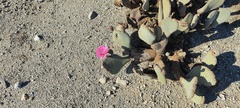 Opuntia basilaris basilaris