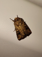 Mythimna languida