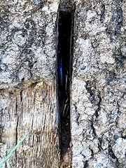 Plestiodon