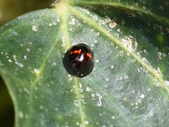 Chilocorus bipustulatus