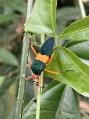 Paryphes