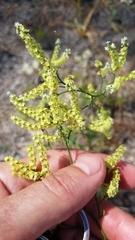 Polygonella polygama