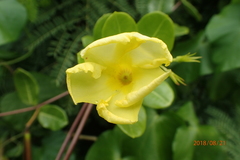 Pentalinon luteum