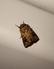 Mythimna languida