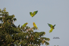 Eupsittula nana