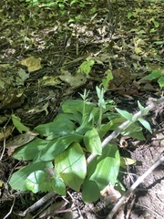 Galearis spectabilis