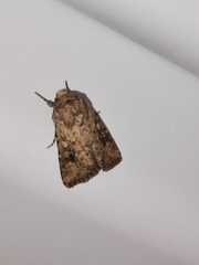 Mythimna languida