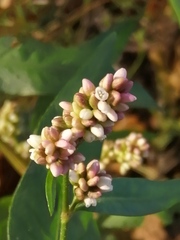 Persicaria