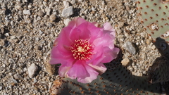 Opuntia basilaris basilaris