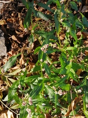 Persicaria