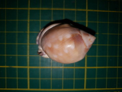 Phalium