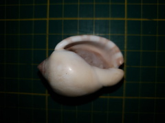 Phalium