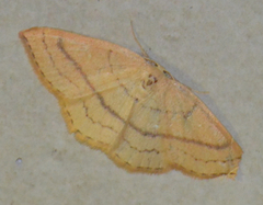 Cyclophora linearia