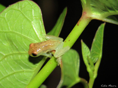 Dendropsophus minusculus