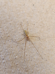 Tetragnatha laboriosa