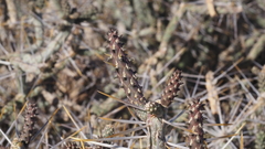 Cylindropuntia ramosissima