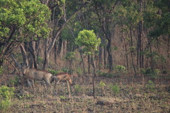 Alcelaphus buselaphus lichtensteinii