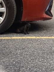 Sciurus carolinensis