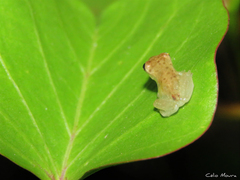 Dendropsophus minusculus
