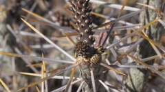 Cylindropuntia ramosissima
