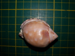Phalium