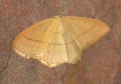 Cyclophora linearia