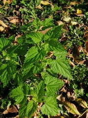 Urtica dioica