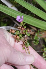 Rhexia nuttallii