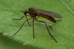 Empis livida