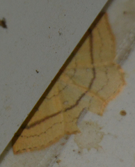 Cyclophora linearia