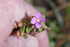 Rhexia nuttallii