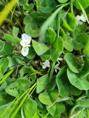 Trifolium subterraneum