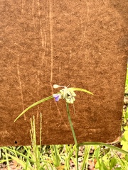 Tradescantia ohiensis