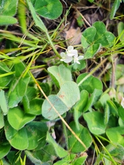 Trifolium subterraneum