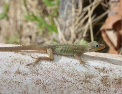 Anolis oculatus