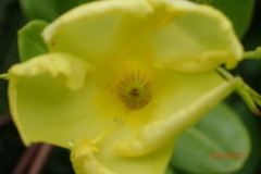 Pentalinon luteum