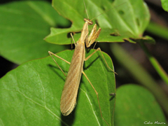 Musoniella