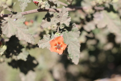 Sphaeralcea bonariensis