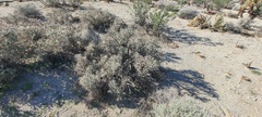 Cylindropuntia ramosissima