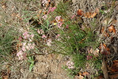 Seseli annuum