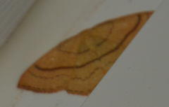 Cyclophora linearia