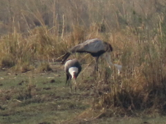 Bugeranus carunculatus