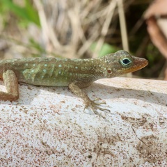 Anolis oculatus