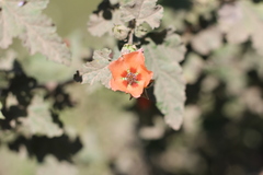 Sphaeralcea bonariensis